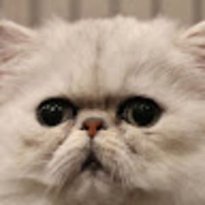 Meet your Posher, Everett